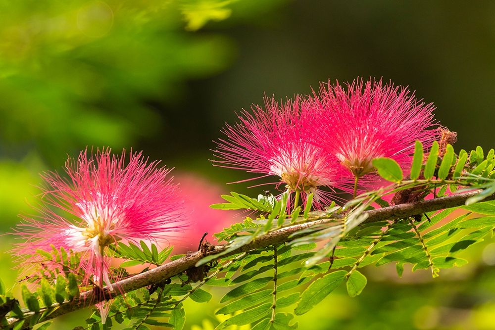 Caribbean-Trinidad-Asa Wright Nature Center Mimosa blossoms close-up  art print by Jaynes Gallery for $57.95 CAD